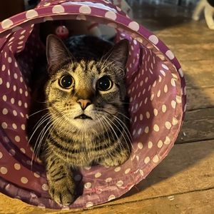 Meet your Posher, Faith